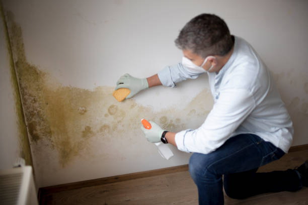 Environmental Consulting for Mold Prevention in Nederland, CO