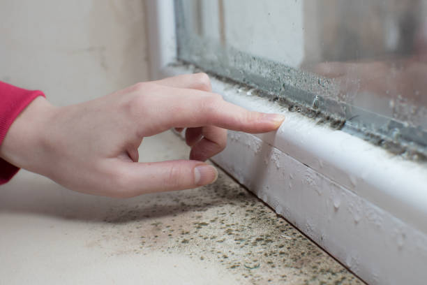 Best Commercial Mold Inspection  in Nederland, CO